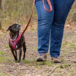 loose leash walking, stop leash pulling