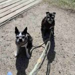 Senior Dogs, senior Boston terriers, navigating Life with Senior dogs