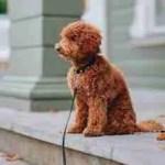 puppy house training, Charming brown poodle sitting on a porch with leash, perfect for pet lovers.
