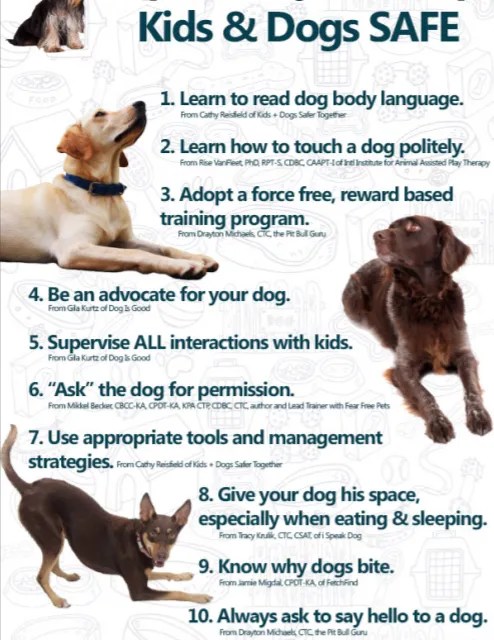 kids and dogs safe kids and dogs safety