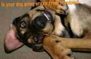 puppy acting crazy