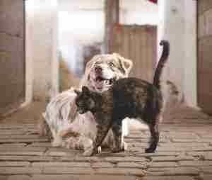 dog, cat, pets-5883275.jpg