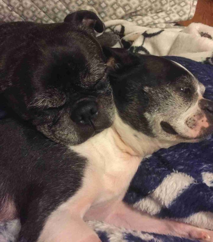 Dogs healing each other, cbd oil, dogs cbd oil