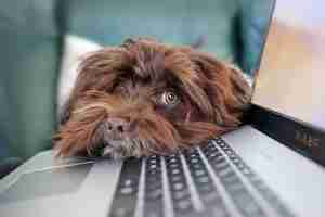 dog-containment-telework-4977599 dog, containment, telework-4977599.jpg